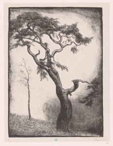 Pinheiro de Simon Moulijn (signed by artist)