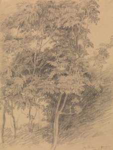Estudo das árvores de Sir David Wilkie