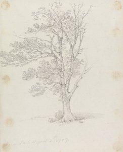 Árvore em Easton Park de Sir George Howland Beaumont seventh Baronet