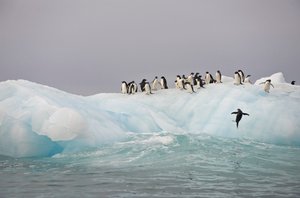 Pinguins de Adélia, Pygoscelis adeliae, num icebergue, 2022 (foto) de Sisse Brimberg