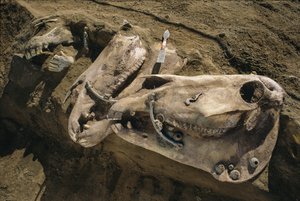 Crânios de cavalo com peças de freio ainda no lugar enchem uma sepultura cita, 2022 (foto) de Sisse Brimberg