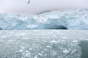 Pedaços de gelo de glaciares próximos flutuam no mar Ártico, Ilhas Svalbard, Noruega, 2022 (foto) de Sisse Brimberg