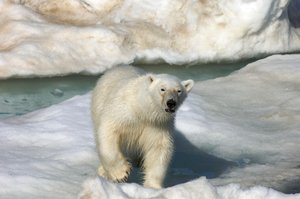 Urso polar (Ursus maritimus) a caminhar sobre um bloco de gelo, Ilhas Svalbard, Noruega, 2022 (foto) de Sisse Brimberg