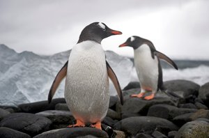 Dois pinguins-gentoo, Pygoscelis papua, numa costa rochosa, Anarctica, 2022 (foto) de Sisse Brimberg