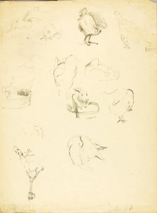Estudos com animais de Solon H. Borglum