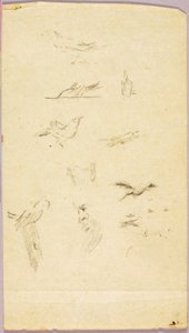 Aves de Solon H. Borglum