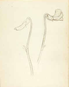 Flor fechada e aberta