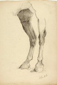 Perna de cavalo