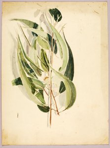 Estudo de plantas de Solon H. Borglum