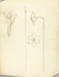 Estudo de plantas de Solon H. Borglum