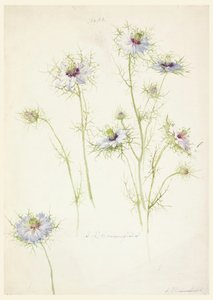 Desenho, Estudos: Amor-em-névoa, finais do século XIX de Sophia L. Crownfield