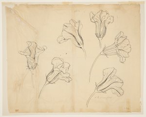 Estudos de Abóboras ou Flores de Abóbora
