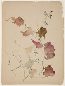 Estudo de Clematis Vine com Blue Berries