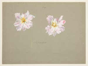 Estudo de peônias rosa pálido de Sophia L. Crownfield