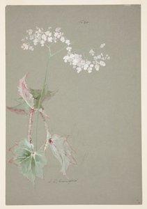 Estudo da Begônia Rosa de Sophia L. Crownfield