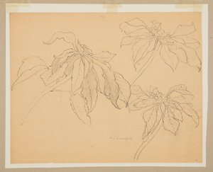 Estudo de poinsétias de Sophia L. Crownfield