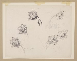 Estudo de rosas de Sophia L. Crownfield