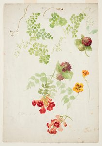 Stuy of Maidenhair Fern, Trompet Vine e Chagas
