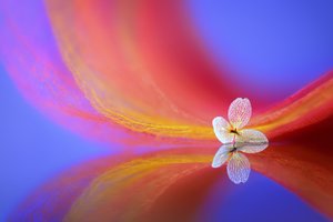 Reflexão de uma flor delicada