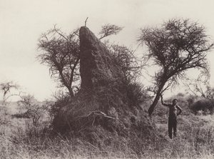 Um Mammoth Antheap (foto a p/b) de South African Photographer