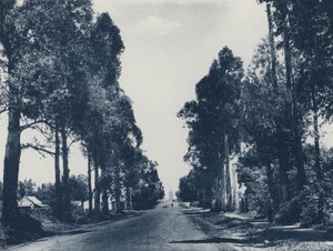 Avenue of Blue Gum Trees, Pretoria (foto a p/b) de South African Photographer