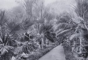 Palm Avenue, Jardim Botânico, Durban (foto a p/b) de South African Photographer
