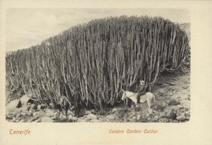 Homens a ver os famosos cactos em Cardon, Tenerife (fotografia a preto e branco) de Spanish Photographer