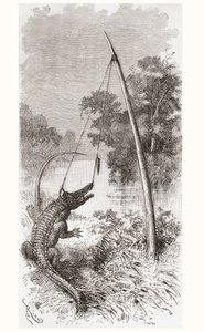 Uma armadilha de jacaré no Oiapoque ou Rio Oiapoque, que forma a fronteira da Guiana Francesa e do Brasil de Spanish School