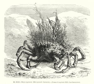 Sapateira europeia (Maja squinado) (litho) de Spanish School