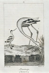 Flamingo e Avosetta, de uma história da terra e natureza animada, Londres 1816 (gravura de placa de cobre) de Spanish School