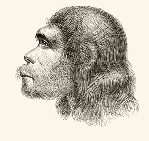 Chefe de um homem de Neandertal, de &39;Nuestro Siglo&39;, publicado Barcelona, 1883 de Spanish School
