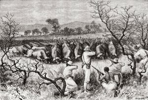 Búfalo caçando na África Central no final do século 19, de &39;Africa Pintoresca&39;, publicado em 1888 de Spanish School