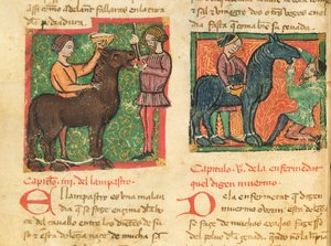 Ms 214 fol.26v Curing glossitis em um cavalo, de Libro de Menescalcia y Albeyteria por Juan Alvarez, c.1390 de Spanish School