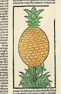 Representação de um ananás. Gravura do livro "Historia general de las Indias, islas y tierra firme del mar oceano" de Gonzalo Fernandez de Oviedo (Gonzalo) ou Fernandez de, ou Hernandez de Oviedo y Valdes (1478-1557) de Spanish School