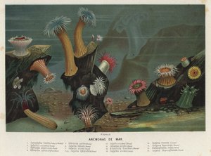 Anémonas do mar (chromolitho) de Spanish School