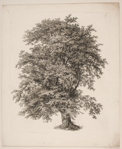 "Estudos sobre a natureza com relação ao desenho da paisagem por S.H. Petersen", nº 2