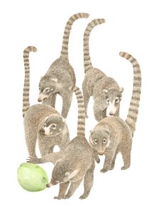 Costa Rica Coatis, 2019 (lápis de grafite e digital) de Stacy Hsu