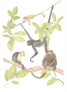 Costa Rica Monkey, 2019 (lápis de grafite e digital)