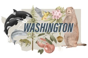 Símbolos do Estado de Washington, 2018 (lápis de grafite e digital)
