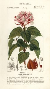 Achiote ou árvore de batom, Bixa orellana de Stanghi Stanghi