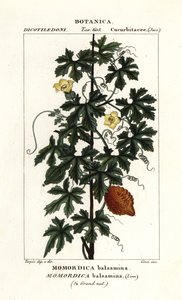 Pepino africano, Momordica bálsamina de Stanghi Stanghi