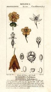 Pepino africano, Momordica bálsamina de Stanghi Stanghi