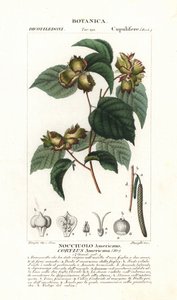 Avelã americana, Corylus americana