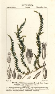 Antifever fontinalis moss, Fontinalis antipirética de Stanghi Stanghi