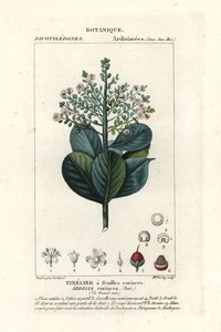 Carne bovina, Ardisia coriacea de Stanghi Stanghi