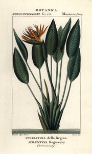 Ave do paraíso, Strelitzia reginae de Stanghi Stanghi