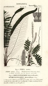Feto de cerdas, Trichomanes botryoides de Stanghi Stanghi