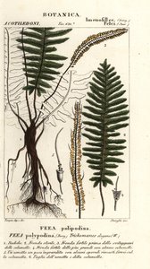 Feto de cerdas, Trichomanes elegans de Stanghi Stanghi
