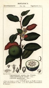 Cainita, Chrysophyllum cainita de Stanghi Stanghi