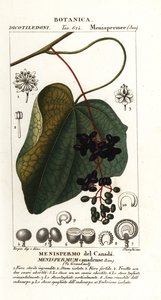 Semente da Lua Canadense, Menispermum canadense de Stanghi Stanghi